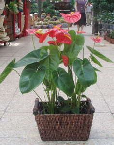 红掌