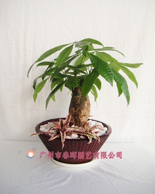 艺术小盆栽