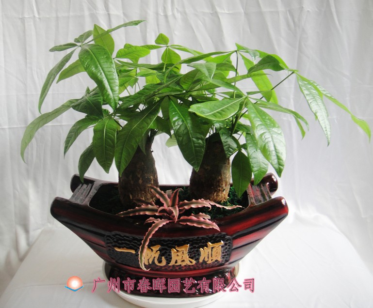 艺术小盆栽