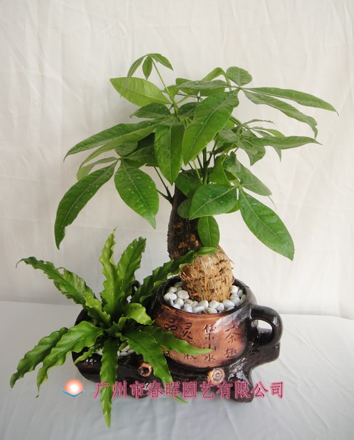 艺术小盆栽
