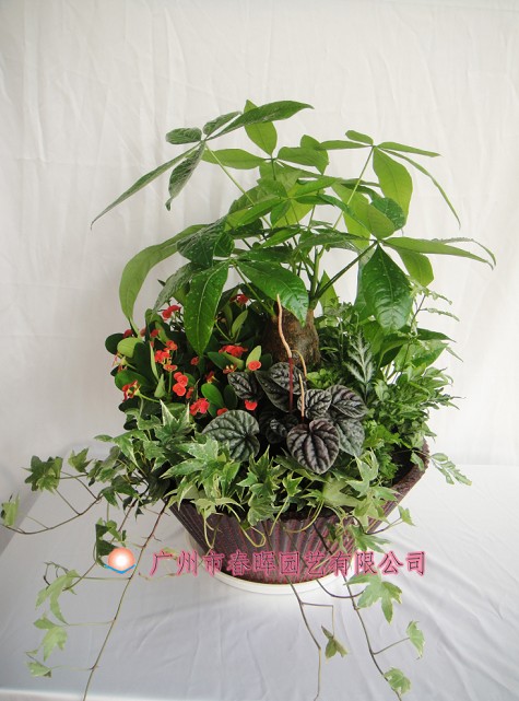 艺术小盆栽