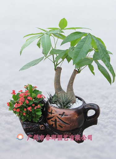 艺术小盆栽