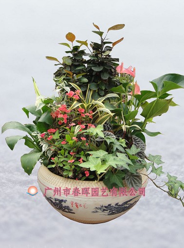 艺术小盆栽