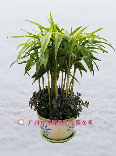 艺术小盆栽